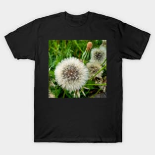 Magnificent dandelion T-Shirt